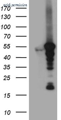 OriGene TA811402AM image 1