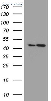 OriGene TA811420BM image 1