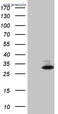 OriGene TA811457AM image 1