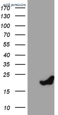OriGene TA811480AM image 1