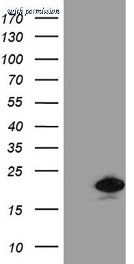 OriGene TA811481BM image 1