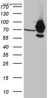 OriGene TA811489AM image 1