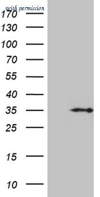OriGene TA811492AM image 1