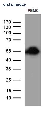 OriGene TA811528AM image 1
