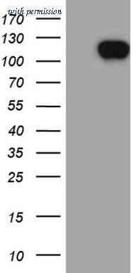 OriGene TA811543BM image 1