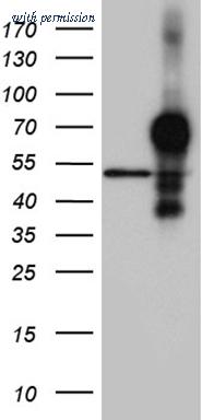 OriGene TA811550AM image 1