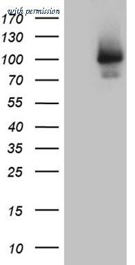 OriGene TA811585BM image 1