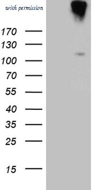 OriGene TA811646AM image 1