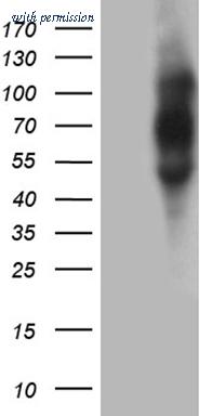 OriGene TA811652AM image 1