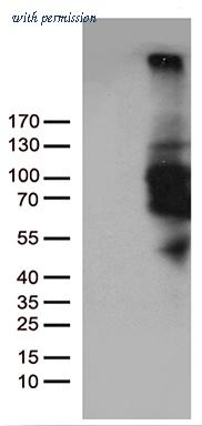 OriGene TA811688AM image 1