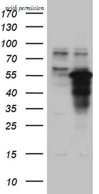 OriGene TA811743AM image 1