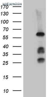 OriGene TA811744BM image 1