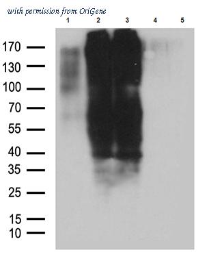 OriGene TA811748AM image 1