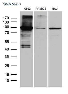 OriGene TA811809AM image 1