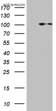OriGene TA811843AM image 1