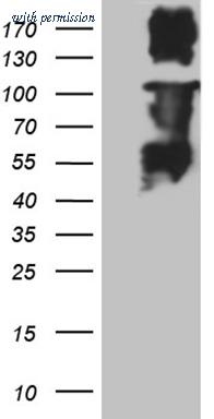 OriGene TA811844AM image 1