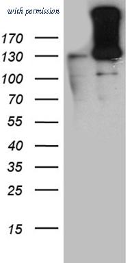 OriGene TA811847BM image 1