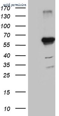 OriGene TA811868BM image 1