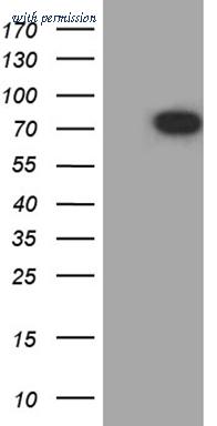OriGene TA811870AM image 1
