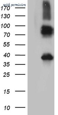 OriGene TA811876AM image 1