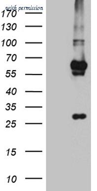OriGene TA811878AM image 1