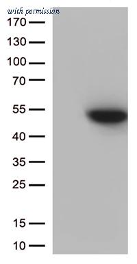OriGene TA811934BM image 1