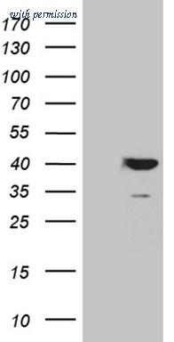 OriGene TA812037AM image 1