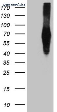 OriGene TA812054AM image 1