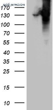OriGene TA812064AM image 1