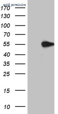 OriGene TA812091AM image 1