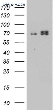 OriGene TA812134BM image 1