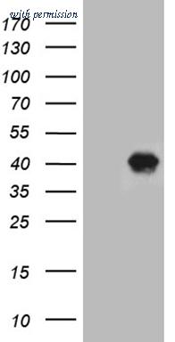 OriGene TA812186AM image 1