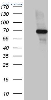 OriGene TA812222BM image 1