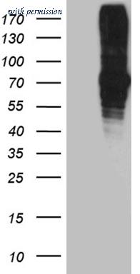 OriGene TA812223AM image 1