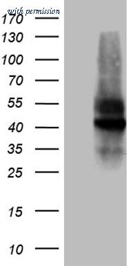 OriGene TA812250AM image 1