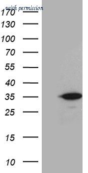 OriGene TA812283AM image 1