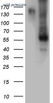 OriGene TA812286AM image 1