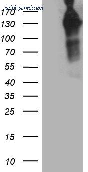OriGene TA812293AM image 1
