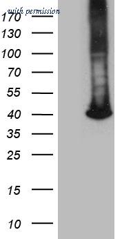 OriGene TA812300AM image 1