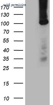OriGene TA812307AM image 1