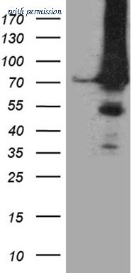 OriGene TA812384AM image 1