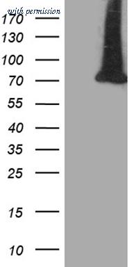 OriGene TA812385AM image 1