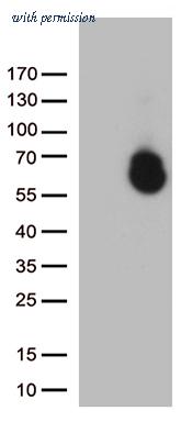 OriGene TA812433AM image 1