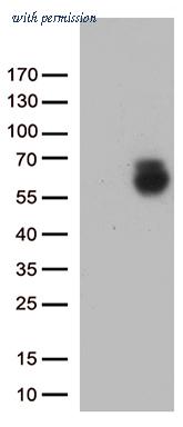 OriGene TA812438BM image 1
