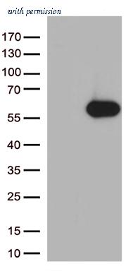 OriGene TA812547AM image 1