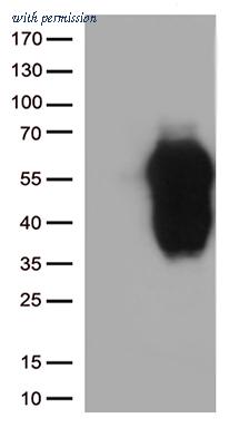 OriGene TA812559AM image 1