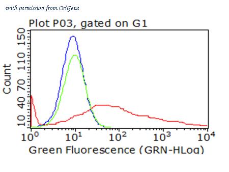 OriGene TA812560BM image 1