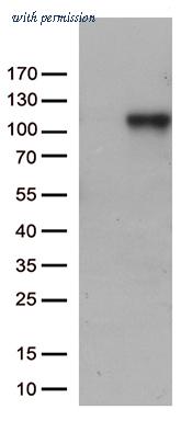 OriGene TA812708AM image 1