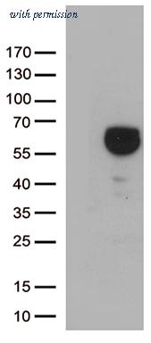 OriGene TA812719BM image 1