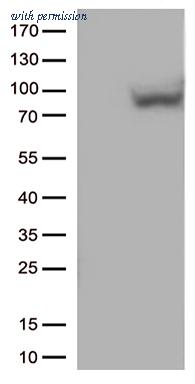 OriGene TA812749AM image 1